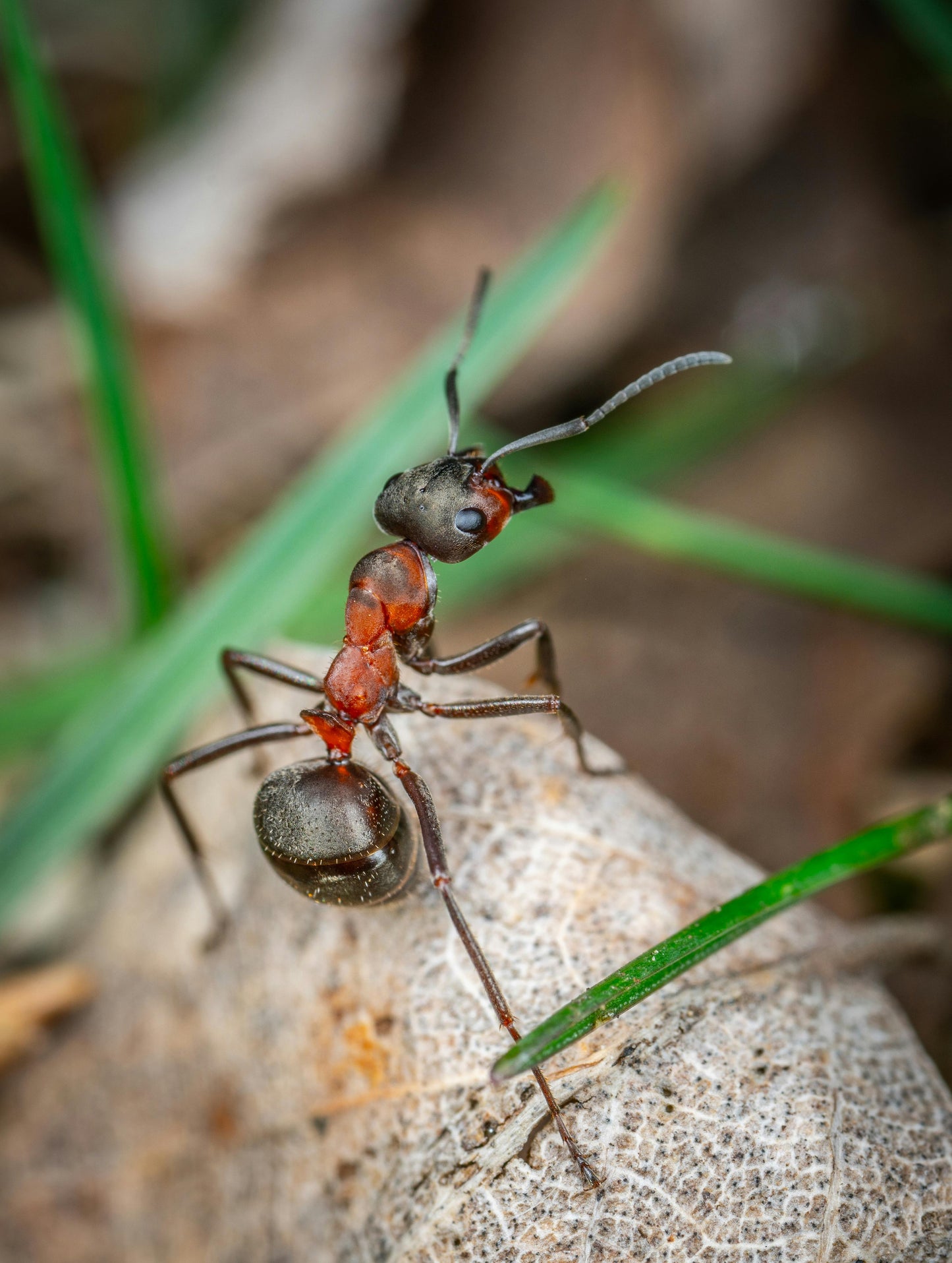 Insecticides