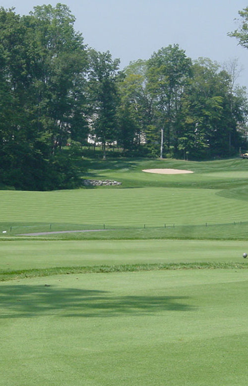 Creeping Bent Grass